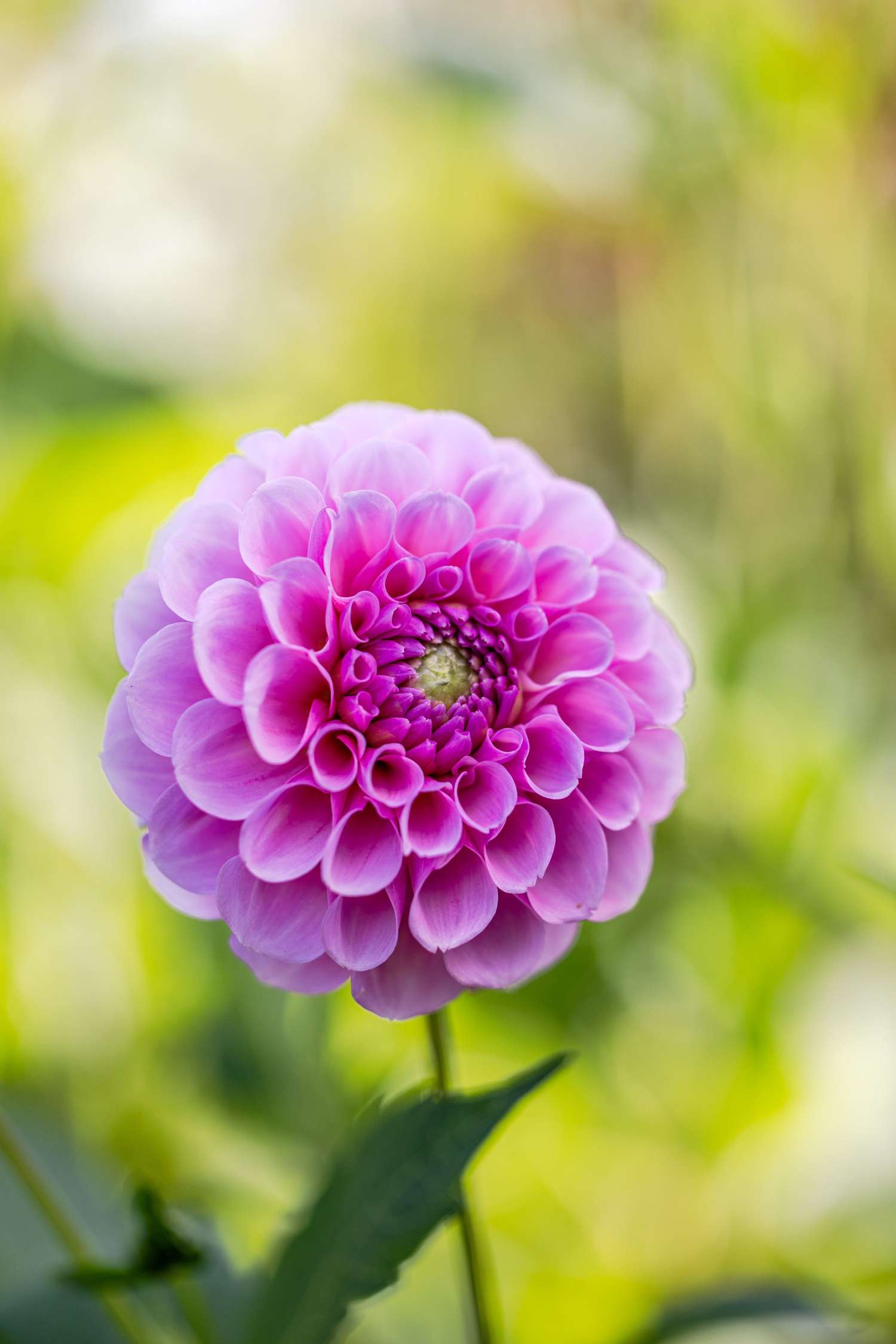 Dahlia 'Stolze Von Berlin'